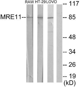 Western blot analysis of lysates from RAW264.7 cells, HT29 cells, and LOVO cells using Anti-MRE11A Antibody. The right hand lane represents a negative control, where the antibody is blocked by the immunising peptide.