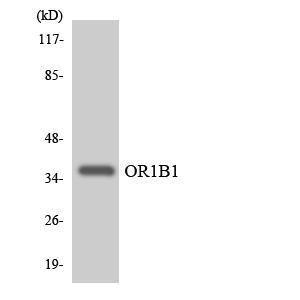 Western blot analysis of the lysates from HeLa cells using Anti-OR1B1 Antibody