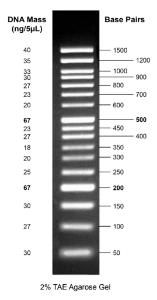 Image for Gelite™ 50 bp DNA Ladder