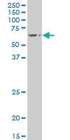 Anti-HECA Mouse Polyclonal Antibody