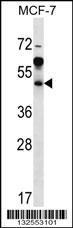 Anti-ARFIP1 Rabbit Polyclonal Antibody (Biotin)