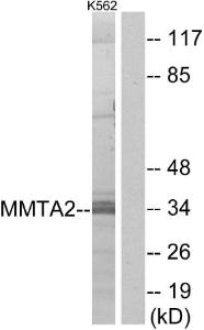 Anti-MMTAG2 Rabbit Polyclonal Antibody