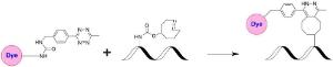 Image for iFluor® 555 Tetrazine