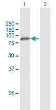 Anti-OSBPL10 Rabbit Polyclonal Antibody