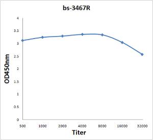 Anti-KDR Rabbit Polyclonal Antibody