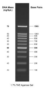 Image for Gelite™ 100 bp DNA Ladder