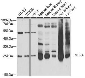 Western blot analysis of extracts of various cell lines, using Anti-MSRA Antibody (A9849) at 1:1,000 dilution