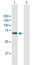 Anti-BIRC3 Rabbit Polyclonal Antibody