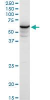 Anti-HECA Mouse Polyclonal Antibody