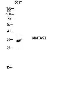 Anti-MMTAG2 Rabbit Polyclonal Antibody