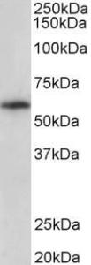 Anti-TXK Goat Polyclonal Antibody