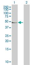 Anti-CD14 Mouse Polyclonal Antibody