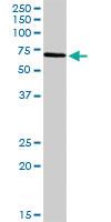 Anti-BIRC3 Rabbit Polyclonal Antibody