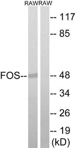 Anti-FOS antibody