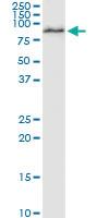 Anti-BIRC3 Rabbit Polyclonal Antibody