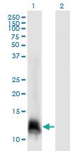 Anti-ELOF1 Mouse Monoclonal Antibody [clone: 4F6]