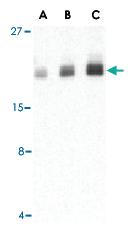 Anti-PTRH2 Rabbit Polyclonal Antibody