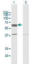 Anti-NLK Mouse Polyclonal Antibody