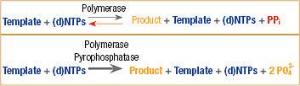 FERMEF0221 - PYROPHOSPHATASE 10 UNITS (0,1U/µL)