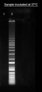 Image for Helixyte™ iFluor® 647 Nucleic Acid Labeling Dye *Optimized for Labeling 2x100 ug DNA/RNA*