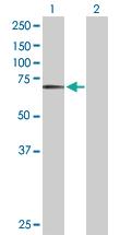 Anti-BIRC3 Rabbit Polyclonal Antibody