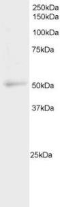 Anti-NFIL3 antibody