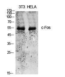 Anti-FOS antibody