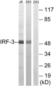 Antibody anti-IRF-3 100 µg