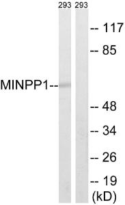 Western blot analysis of lysates from 293 cells using Anti-MINPP1 Antibody. The right hand lane represents a negative control, where the antibody is blocked by the immunising peptide