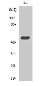 Western blot analysis of various cells using Anti-MINPP1 Antibody