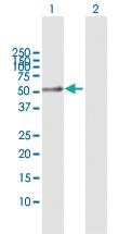 Anti-CD14 Rabbit Polyclonal Antibody