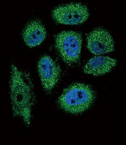 Anti-RNASE3 Rabbit Polyclonal Antibody