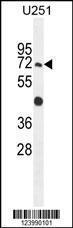 Anti-GPAA1 Rabbit Polyclonal Antibody (FITC (Fluorescein Isothiocyanate))