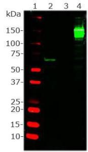 Western blot analysis of Anti-Cas9 from Streptococcus Pyogenes Antibody