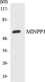 Western blot analysis of the lysates from HepG2 cells using Anti- minPP1 Antibody