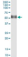 Anti-CD14 Rabbit Polyclonal Antibody