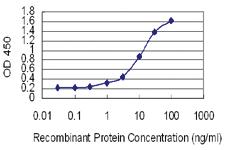 Anti-ELOF1 Mouse Monoclonal Antibody [clone: 4F6]