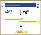 FERMEN0191 - EXONUCLEASE III (EXO III) 4000 UNITS