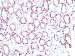 Immunohistochemistry analysis of paraffin-embedded rat kidney using Anti-ATP1B1 Antibody [ARC1232] (A309240) at a dilution of 1:100 (40x lens). Perform microwave antigen retrieval with 10 mM PBS buffer pH 7.2 before commencing with IHC staining protocol.