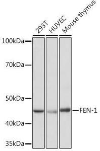 Western blot analysis of extracts of various cell lines, using Anti-FEN1 Antibody [ARC1376] (A306332) at 1:1000 dilution. The secondary Antibody was Goat Anti-Rabbit IgG H&L Antibody (HRP) at 1:10000 dilution. Lysates/proteins were present at 25 µg per lane