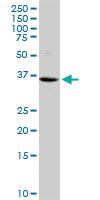 Anti-VASH1 Mouse Monoclonal Antibody [clone: 4A3]