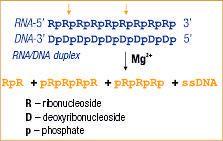 FERMEN0202 - RNASE H 500 UNITS (5U/µL)