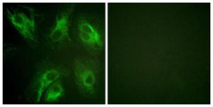 Anti-CSEN Rabbit Polyclonal Antibody