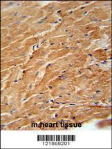 Anti-CCL21 Rabbit Polyclonal Antibody (HRP (Horseradish Peroxidase))