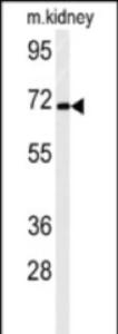 Anti-FA40B Rabbit Polyclonal Antibody