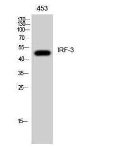 Antibody anti-IRF-3 100 µg