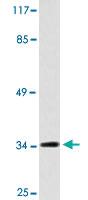 Anti-INHBC Rabbit Polyclonal Antibody