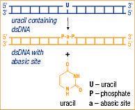 FERMEN0361 - URACIL DNA GLYCOSYLASE 200 UNITS