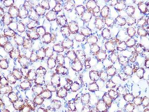 Immunohistochemistry analysis of paraffin-embedded mouse kidney using Anti-ATP1B1 Antibody [ARC1232] (A309240) at a dilution of 1:100 (40x lens). Perform microwave antigen retrieval with 10 mM PBS buffer pH 7.2 before commencing with IHC staining protocol.