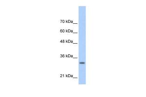 Anti-MAFB Rabbit Polyclonal Antibody